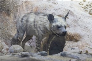 Image description is not available for 1995.1.3